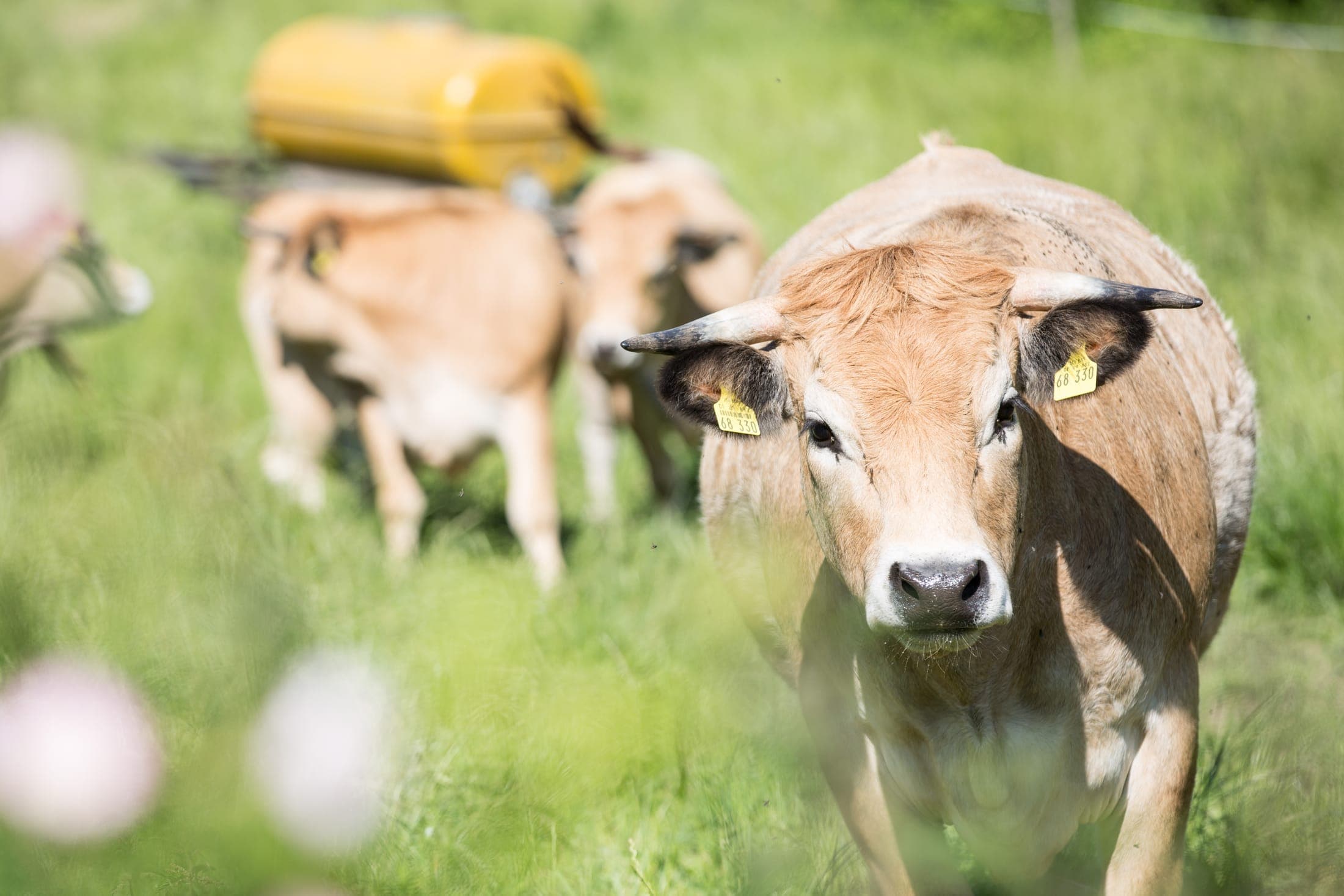 Aubrac-Rinder auf der Weide am Muttelsee in der Bodenseeregion
